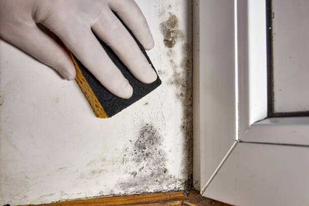 Best Comprehensive Air Testing for Mold Contaminants  in Juneau, WI